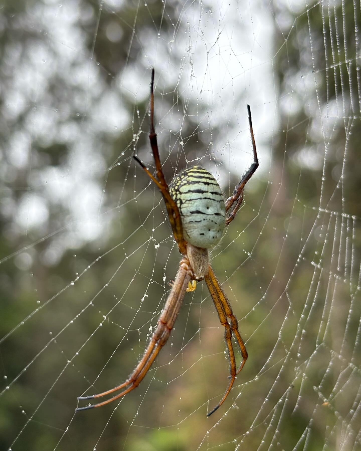 Learn About Hawaiian Orb-Weaving Spider | Native Animals of Hawaiʻi